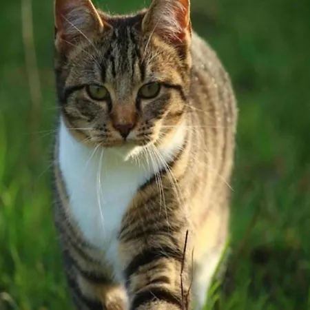 Luxurious In Falaen With Sauna * 마레드수스